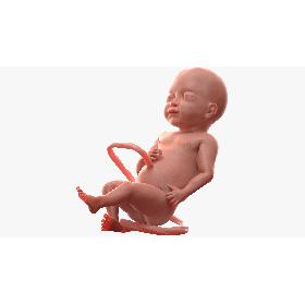 Baby Boy at 28 Weeks Rigged model